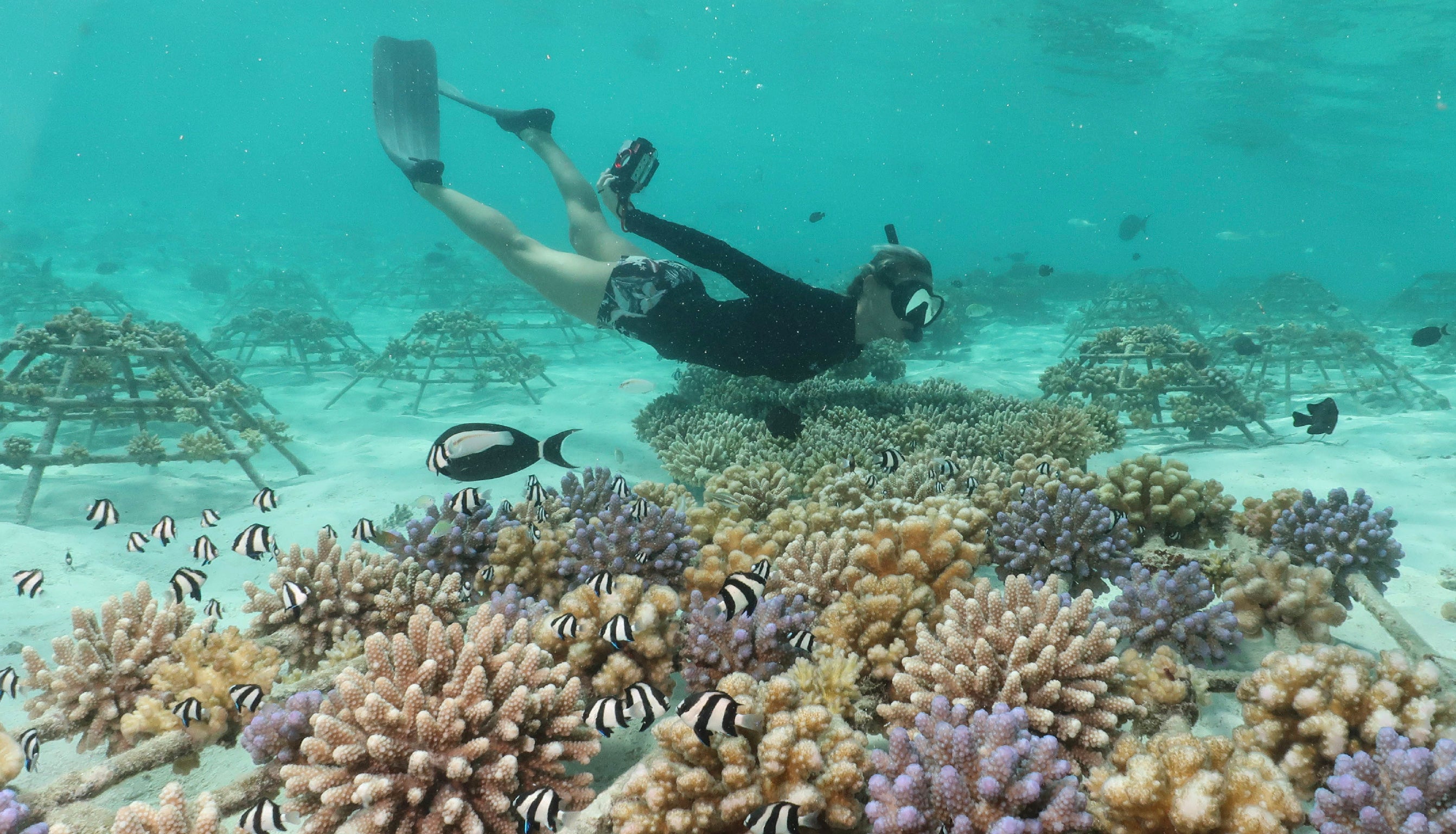 Rencontre avec Sébastien Stradal, co-fondateur de l’association The Coral Planters