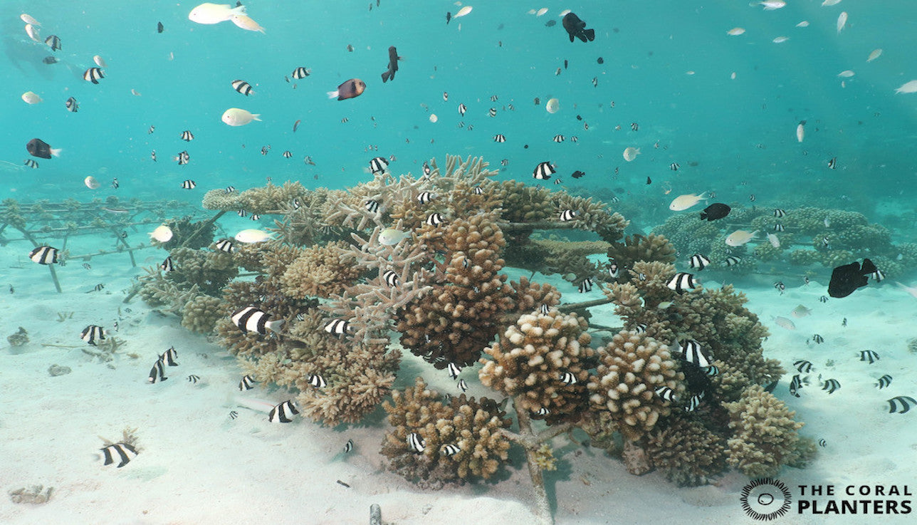 image-coraux-the-coral-planters