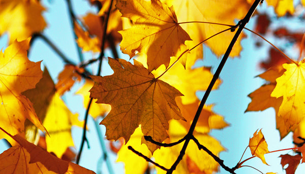 Comment préparer sa peau à l’arrivée de l’automne ?